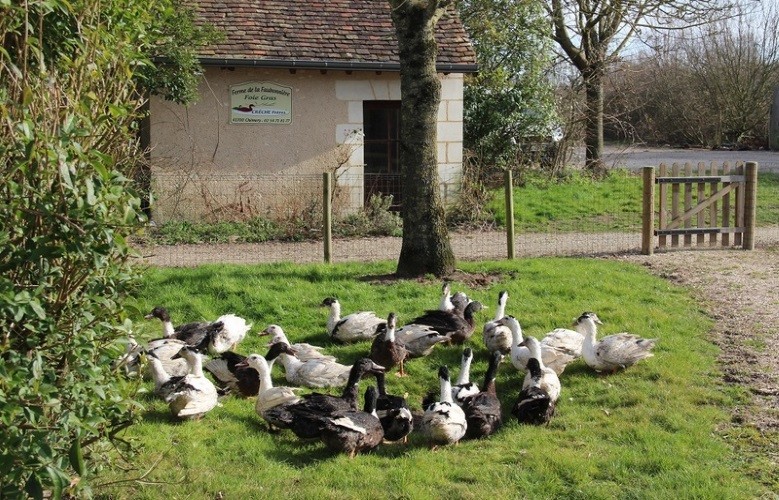 Canards